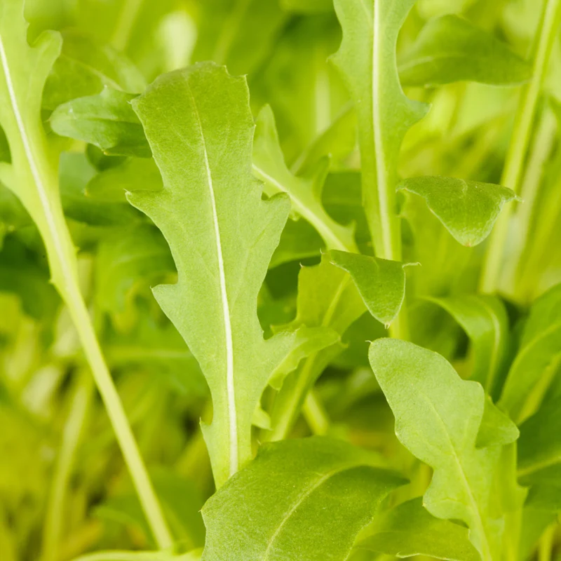 Rucola, Rauke