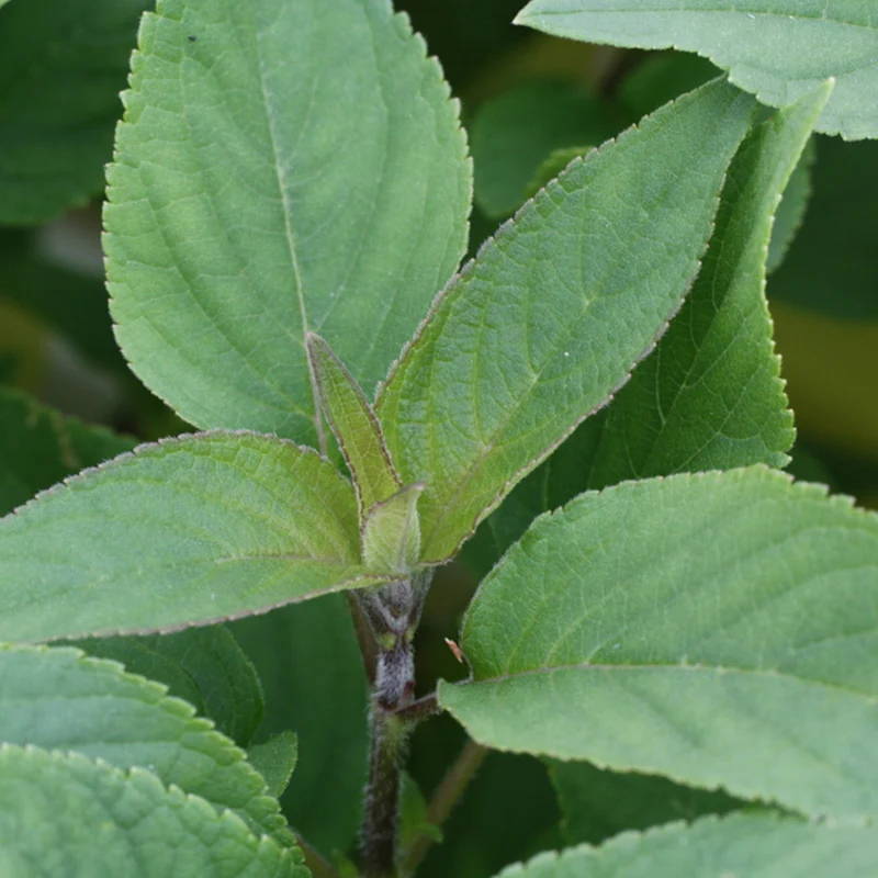 Bio Ananassalbei