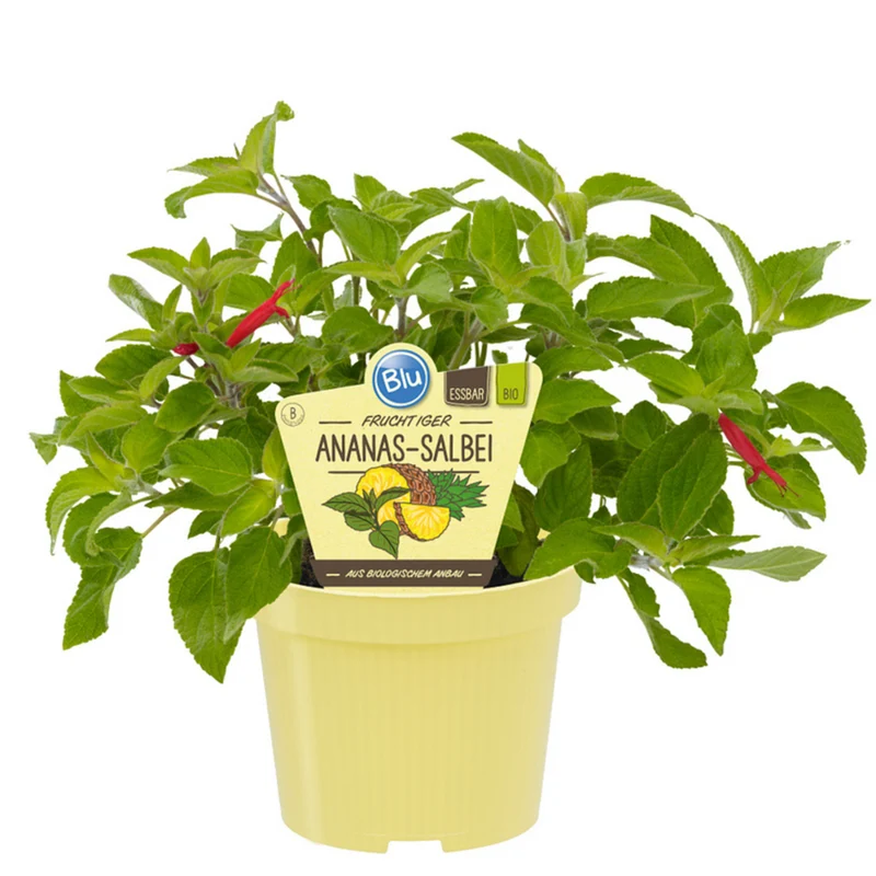 Bio Ananassalbei