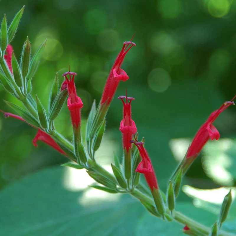 Bio Ananassalbei