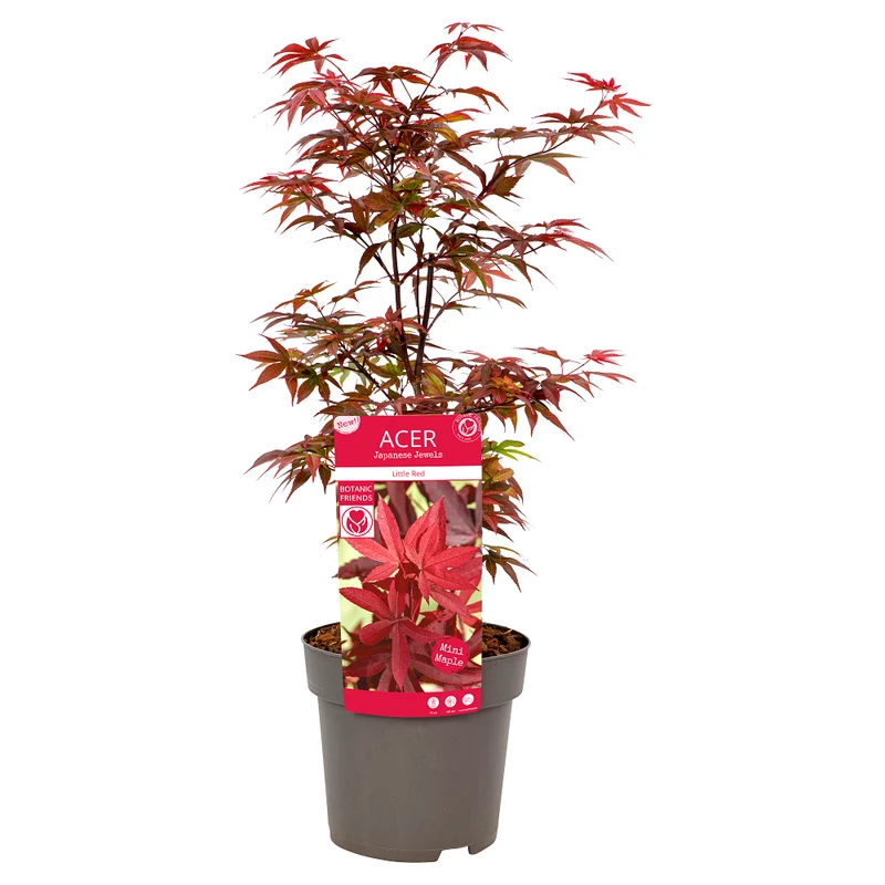 Fächerahorn 'Little Red'