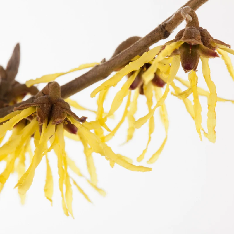 Zaubernuss 'Pallida'