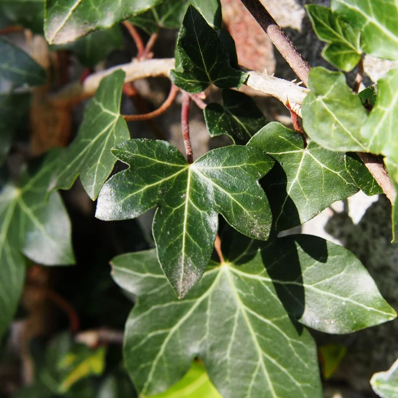 Großblättriger Irischer Efeu 'Hibernica'