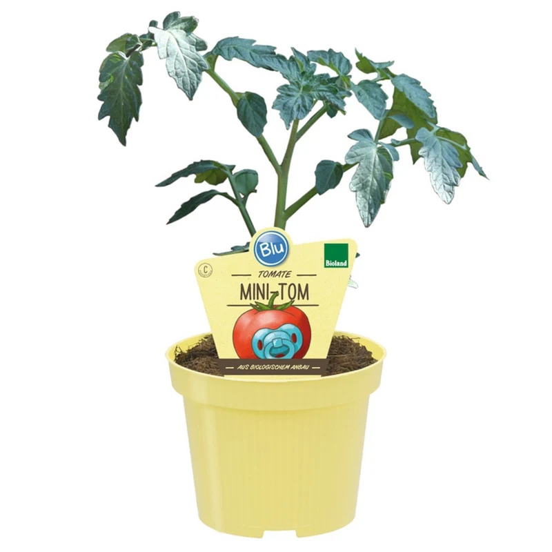 Bio Tomate 'Mini-Tom'
