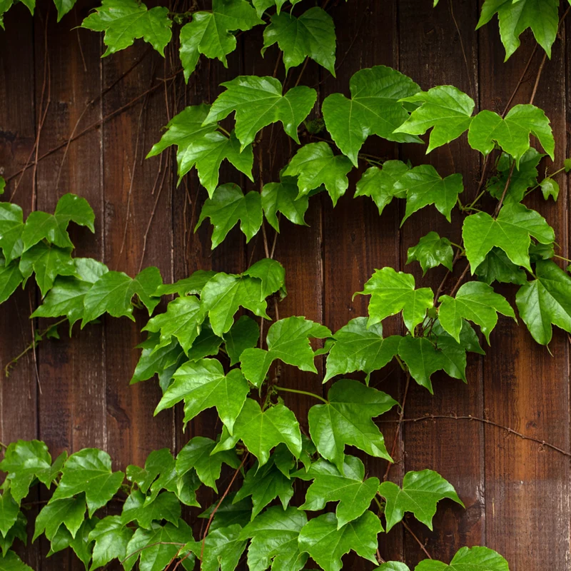 Wilder Wein 'Veitchii'
