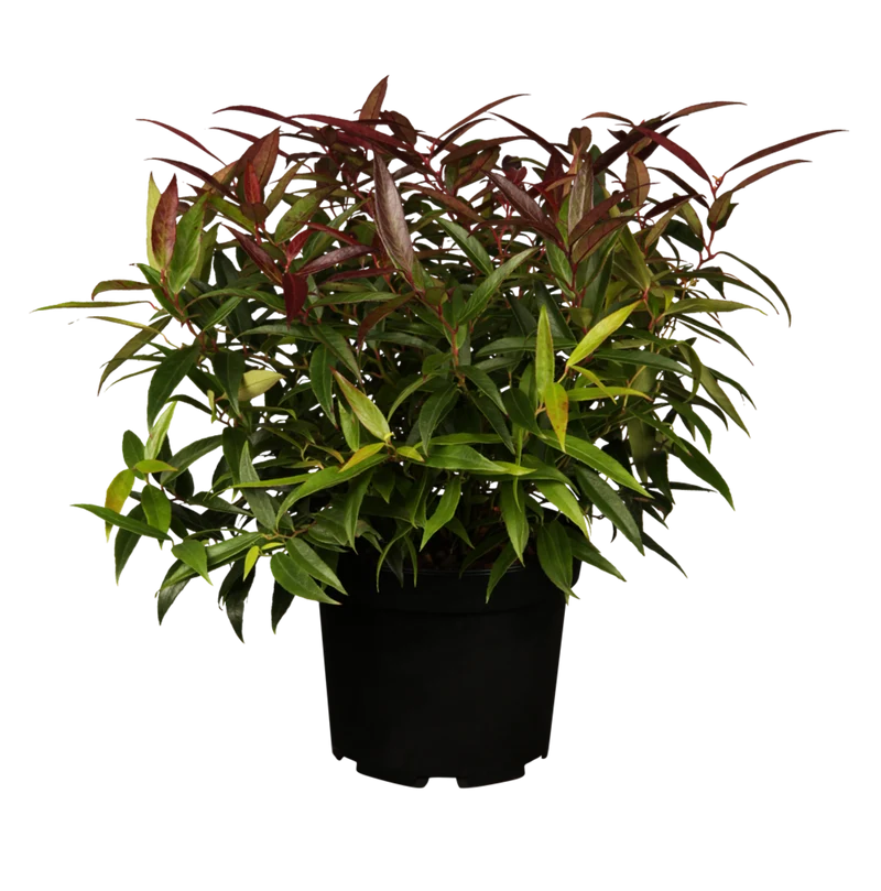 Traubenmyrthe 'Burning Love'