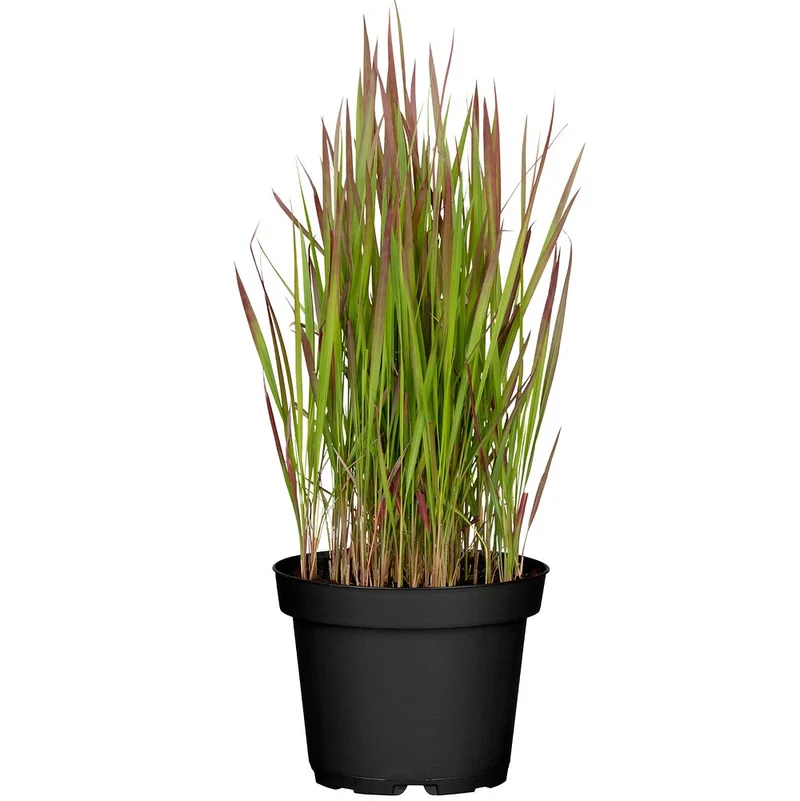 Japanisches Blutgras 'Red Baron'