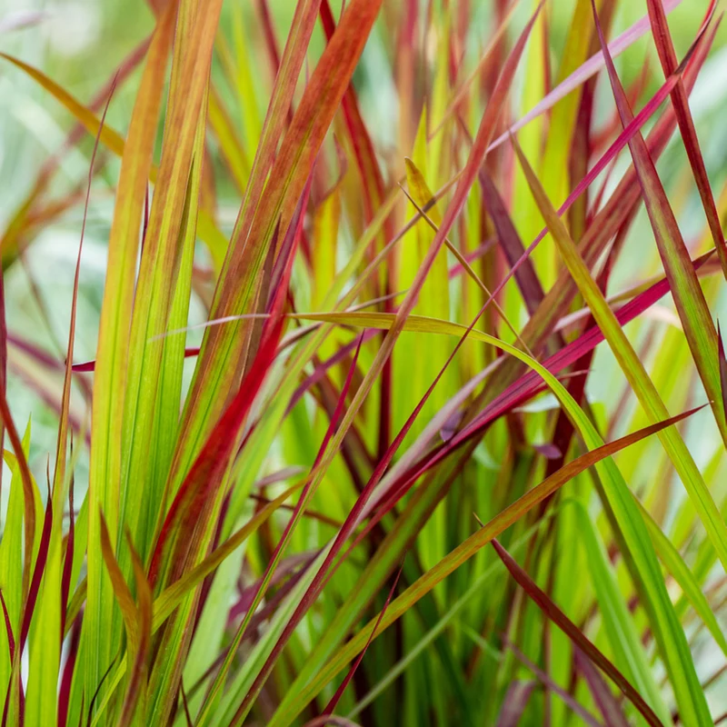 Japanisches Blutgras 'Red Baron'