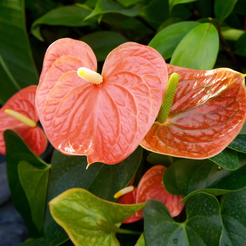 Große Flamingoblume