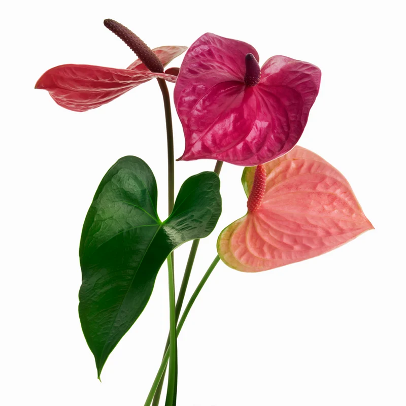 Große Flamingoblume