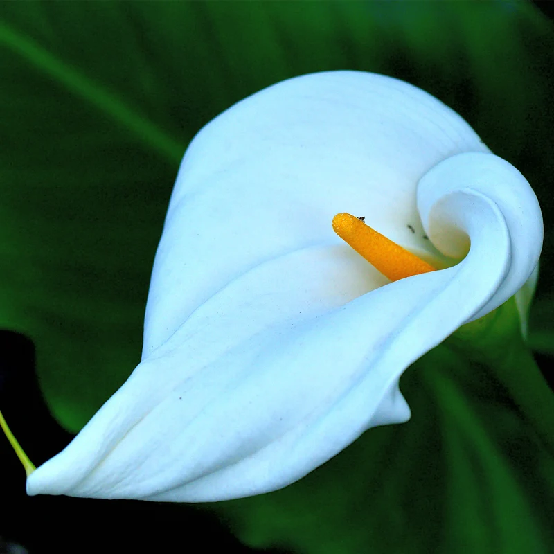 Große Flamingoblume