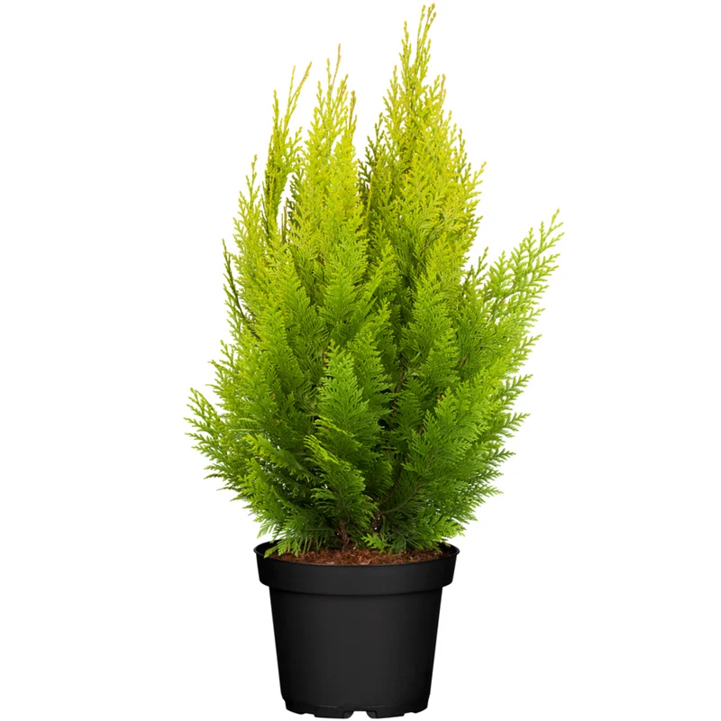 Gartenzypresse 'Ivonne'