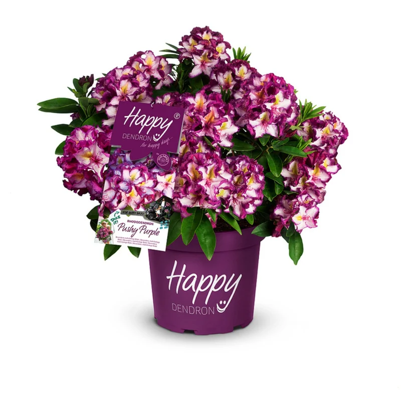 Rhododendron 'Happydendron® Pushy Purple®'