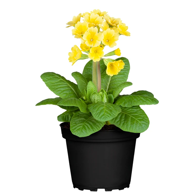 Echte Schlüsselblume 'Pure Yellow'