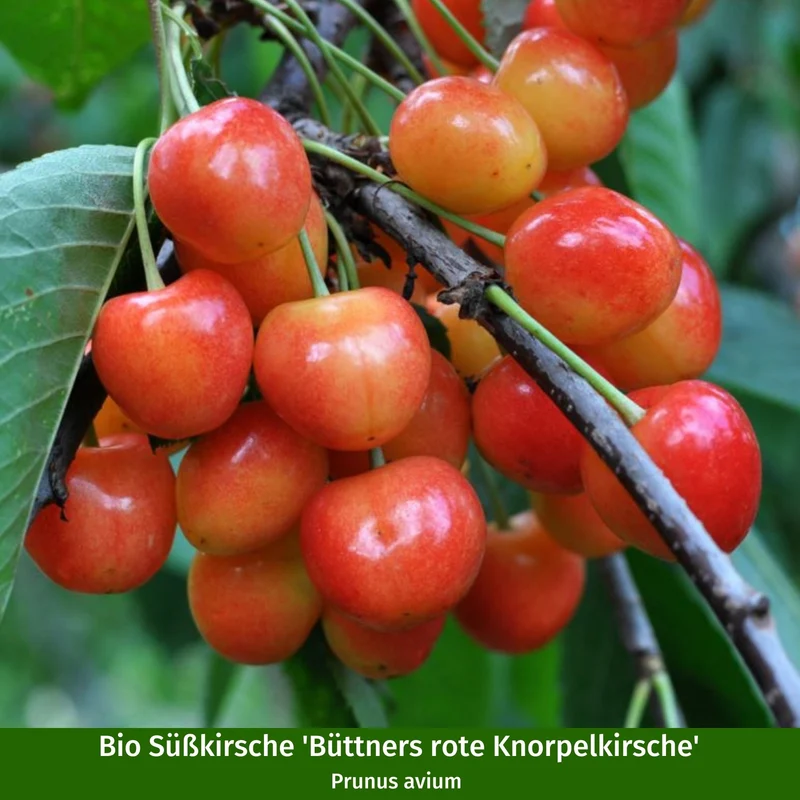 Bio-Obst Süßkirschen im Set