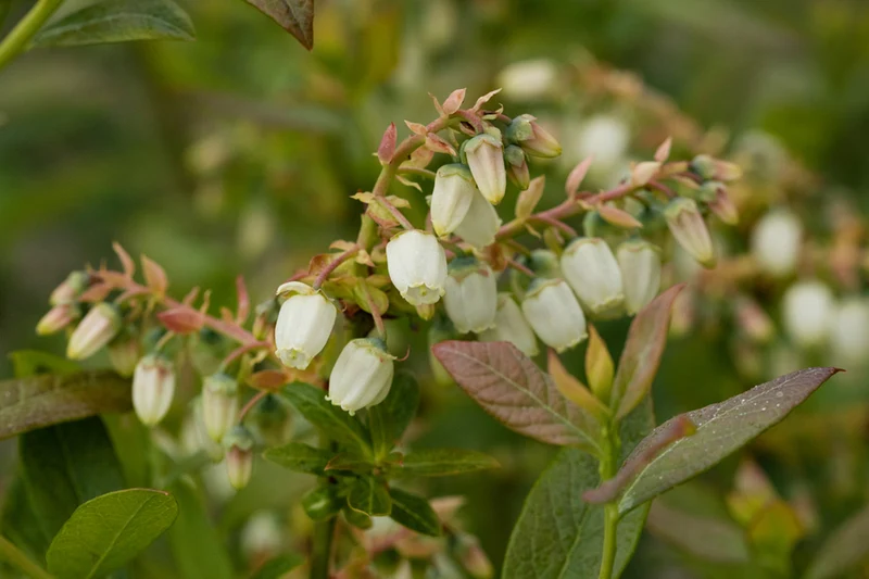 Bio Heidelbeere 'Elisabeth'