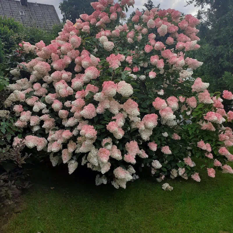 Rispenhortensie 'Vanille Fraise®'