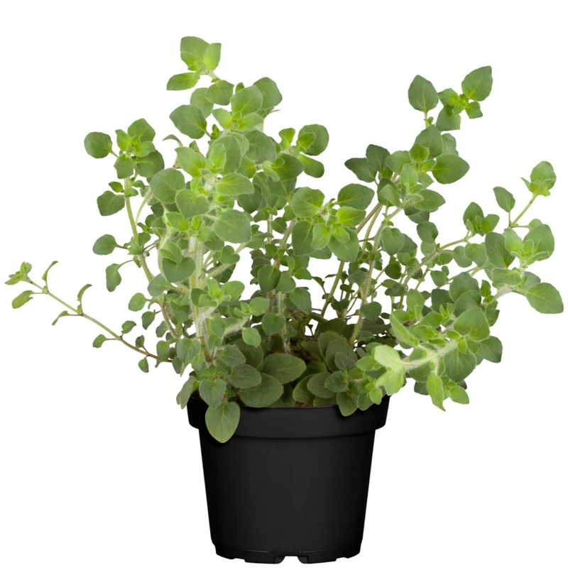 Oregano