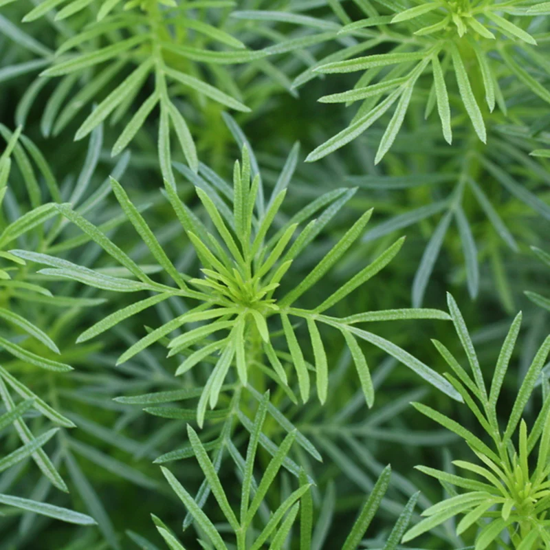 Bio Lakritztagetes