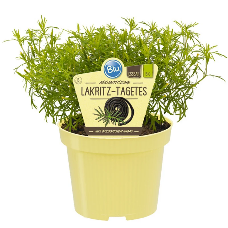 Bio Lakritztagetes