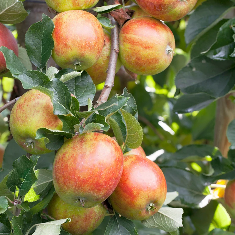 Bio Herbstapfel 'Holsteiner Cox'