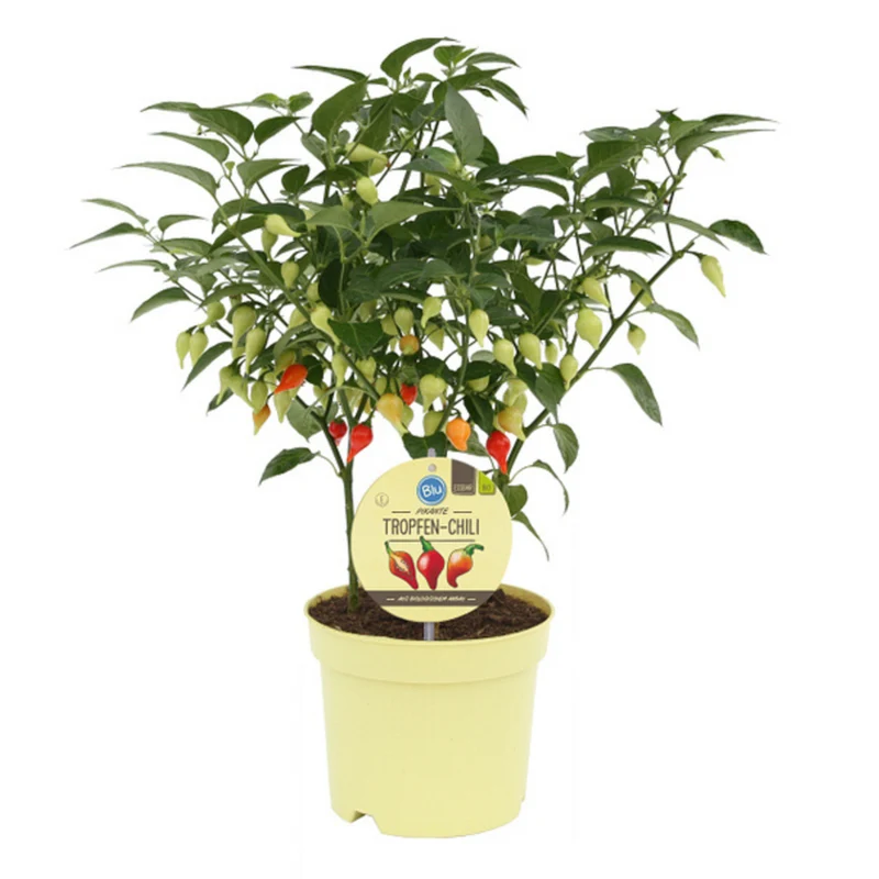 Bio Tropfen-Chili