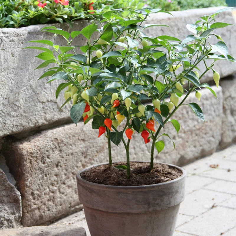 Bio Tropfen-Chili