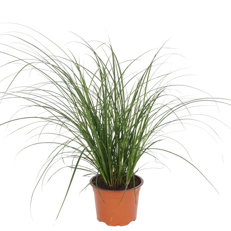 Segge 'Magic Green'