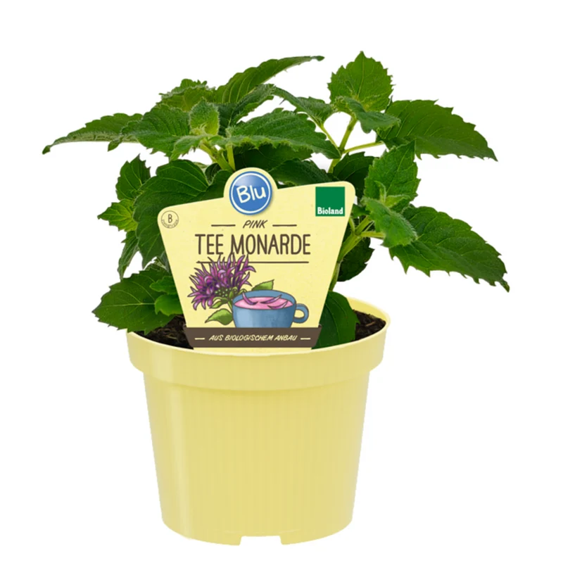 Bio Tee-Monarde