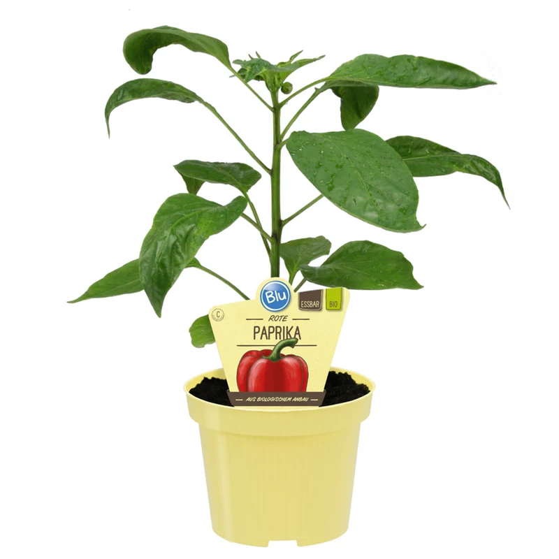 Bio Paprika rot 'Popti'
