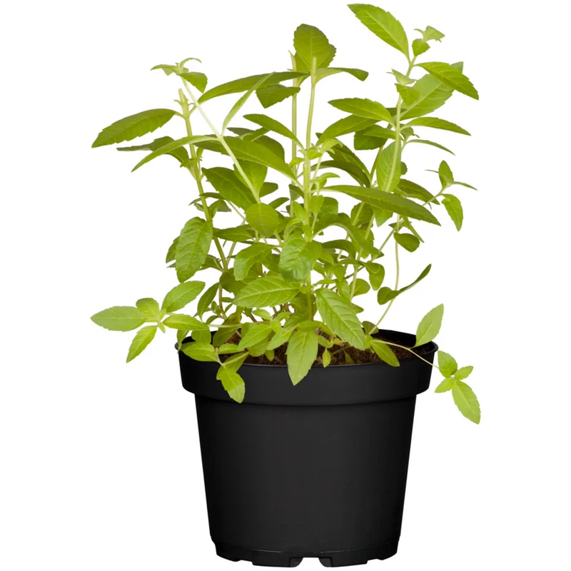 Zitronenverbene
