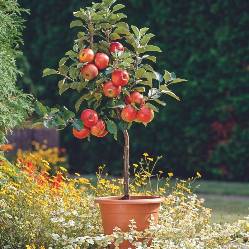 Bio Zwergapfel Zwergenstar® 'Delgrina'