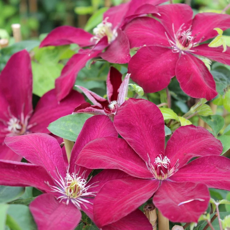 Clematis 'Westerplatte'