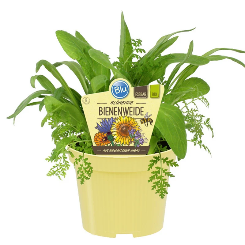 Bio Bienenweide