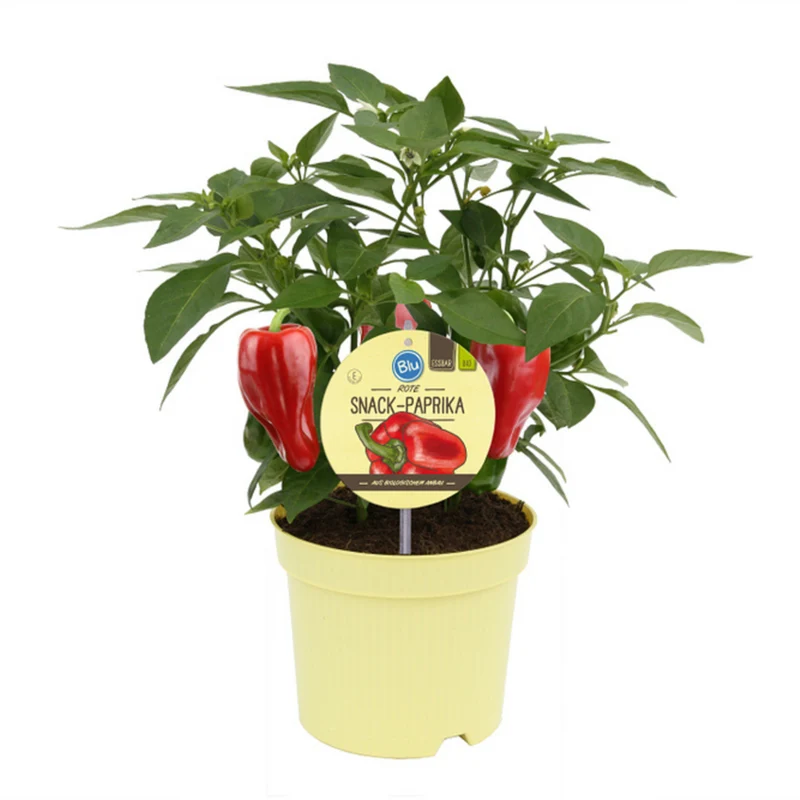 Bio Snack-Paprika