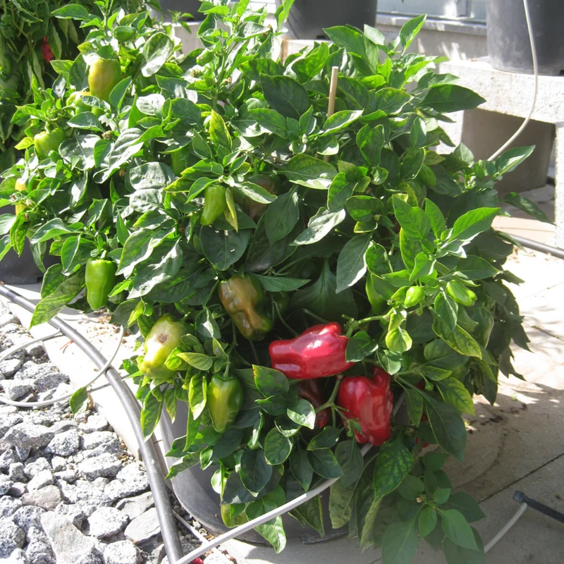Bio Snack-Paprika