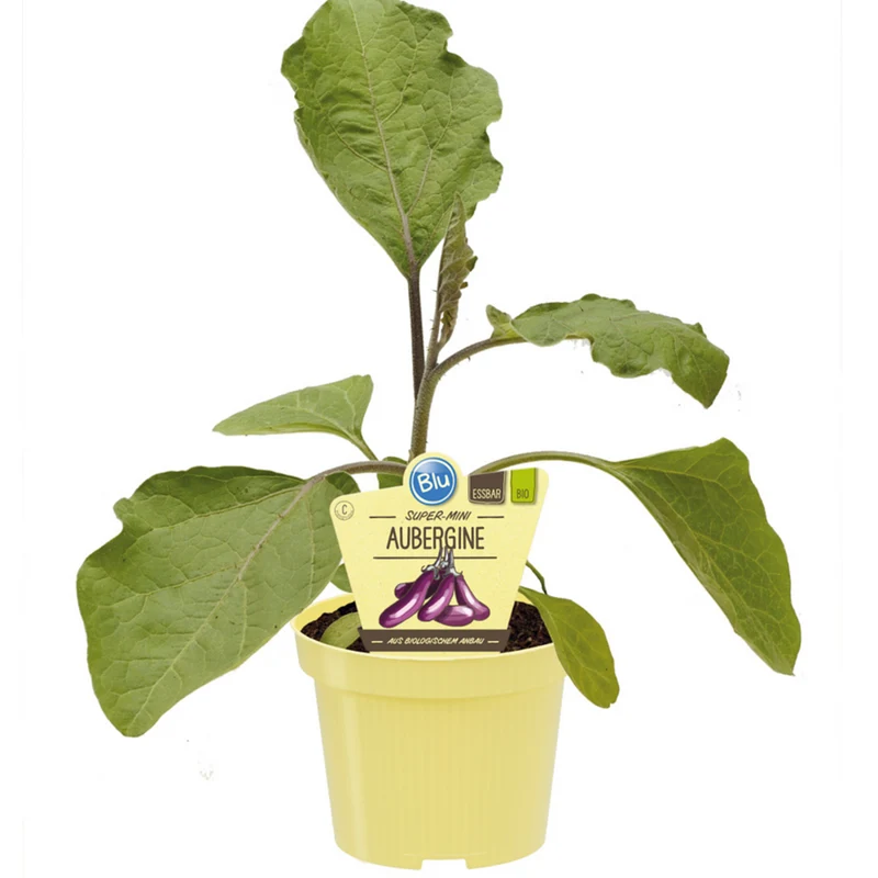 Bio Aubergine 'Super Mini'