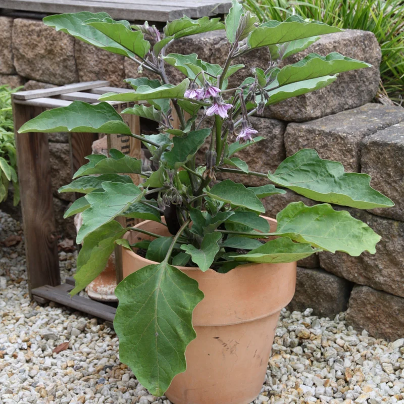 Bio Aubergine 'Super Mini'