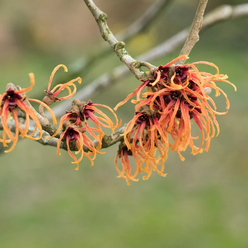 Zaubernuss 'Jelena'