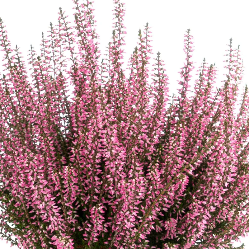 Besenheide 'Gardengirls®'