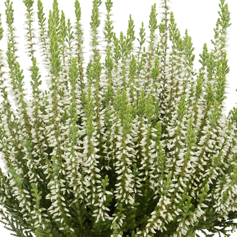 Besenheide 'Gardengirls®'