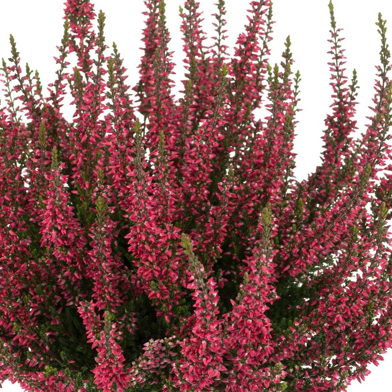 Besenheide 'Gardengirls®'