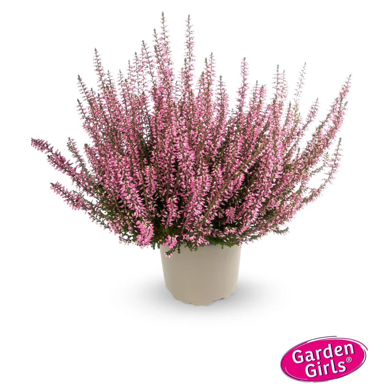 Besenheide 'Gardengirls®'