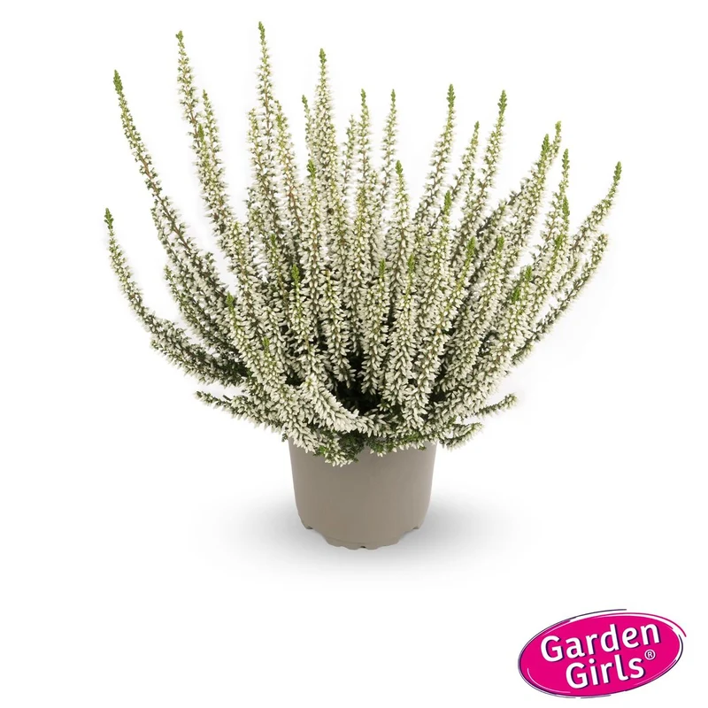 Besenheide 'Gardengirls®'