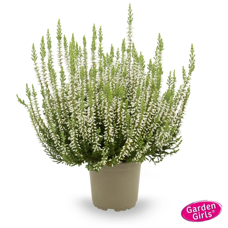 Besenheide 'Gardengirls®'