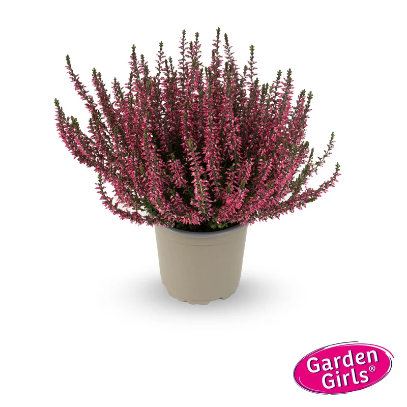Besenheide 'Gardengirls®'