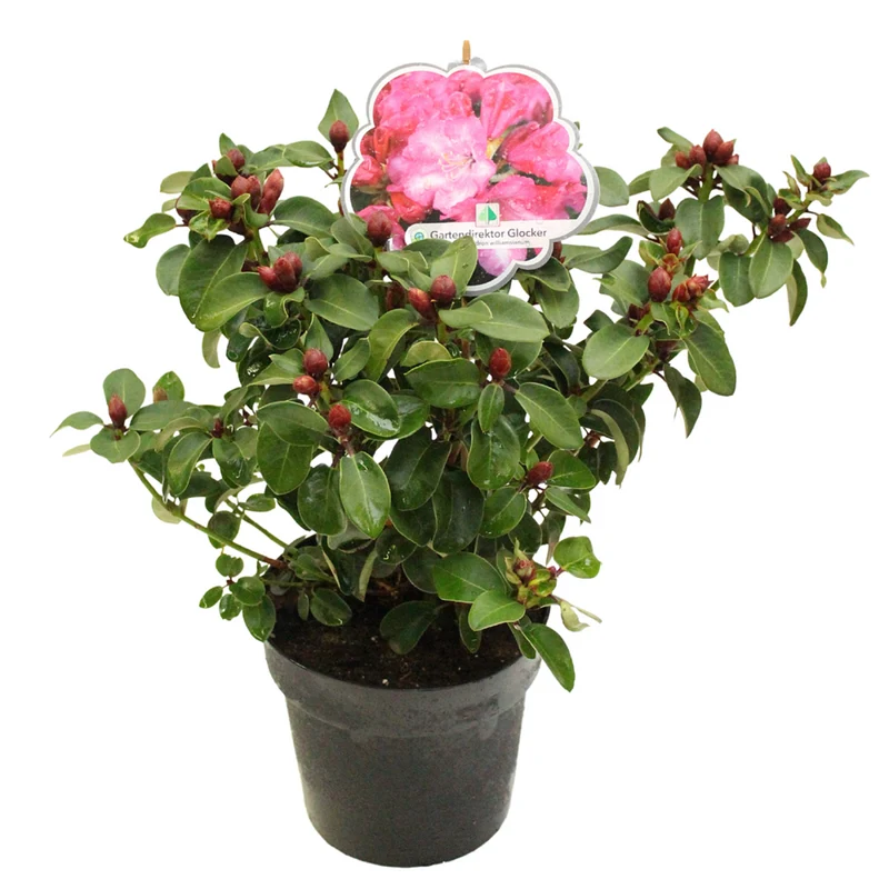 Rhododendron 'Gartendirektor Glocker'