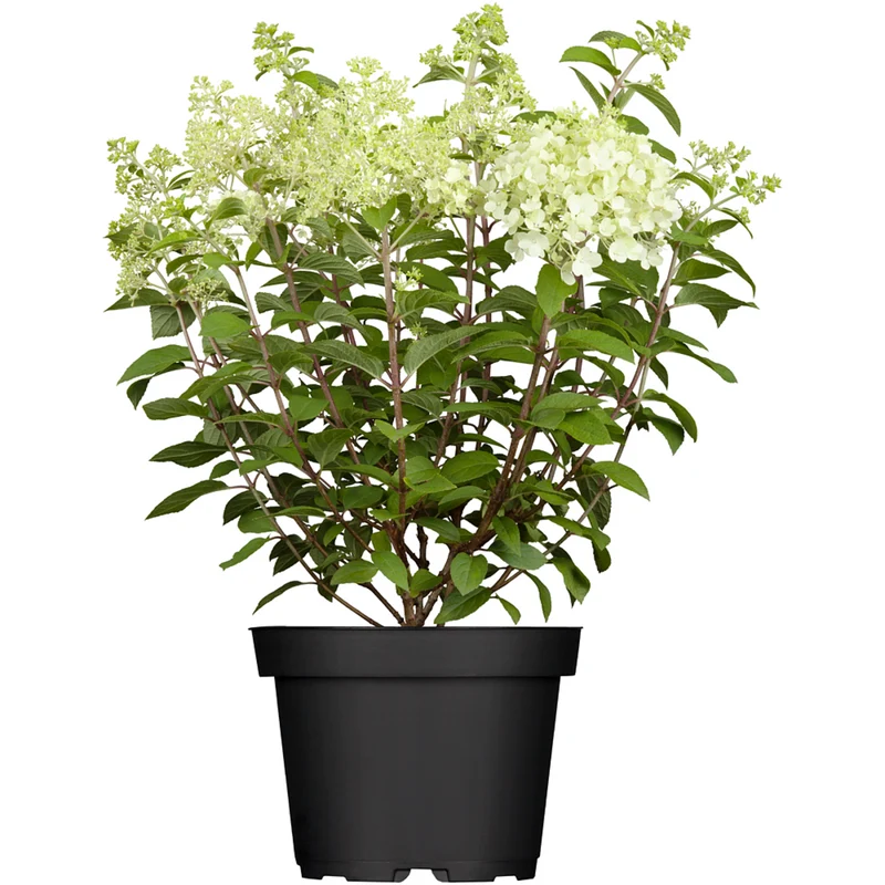 Rispenhortensie 'Bobo®'