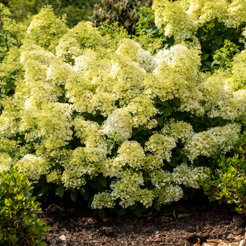 Rispenhortensie 'Bobo®'