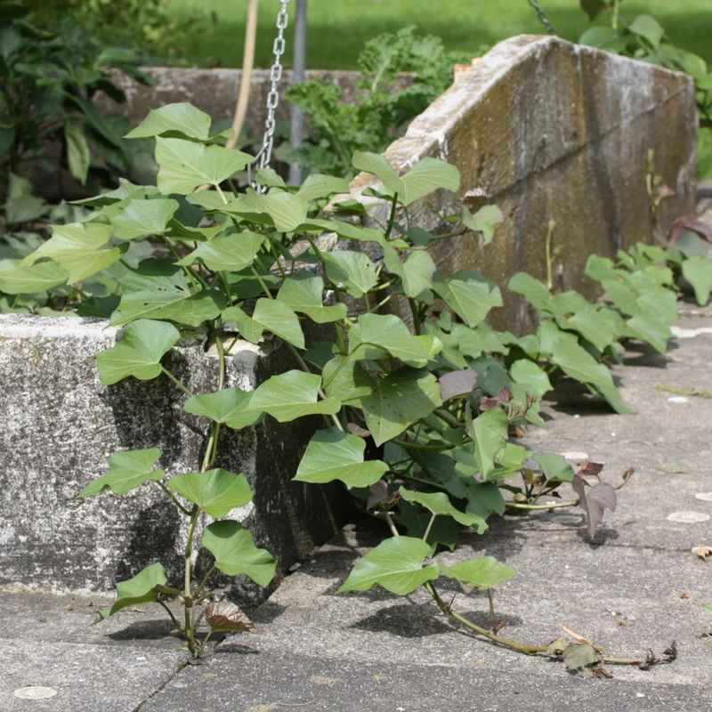 Bio Süßkartoffel